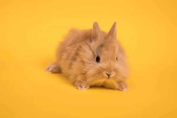 Bambino Coniglio Carino Sullo Sfondo Colore — Foto Stock