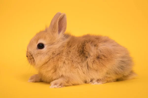 Bebek şirin tavşan — Stok fotoğraf