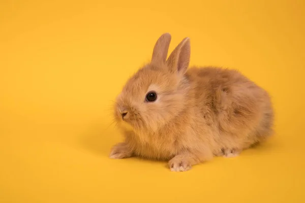 赤ちゃんかわいいウサギ — ストック写真