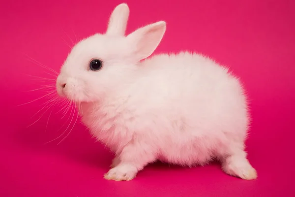 베이비 귀여운 토끼 — 스톡 사진
