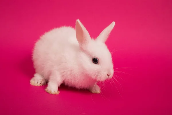 베이비 귀여운 토끼 — 스톡 사진