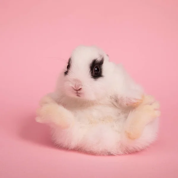 Baby cute rabbit — Stock Photo, Image