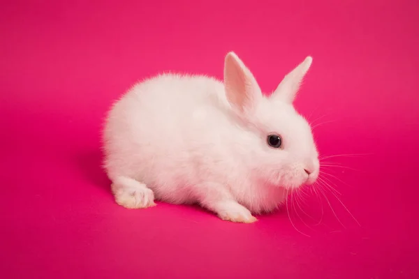 Bebê coelho bonito — Fotografia de Stock
