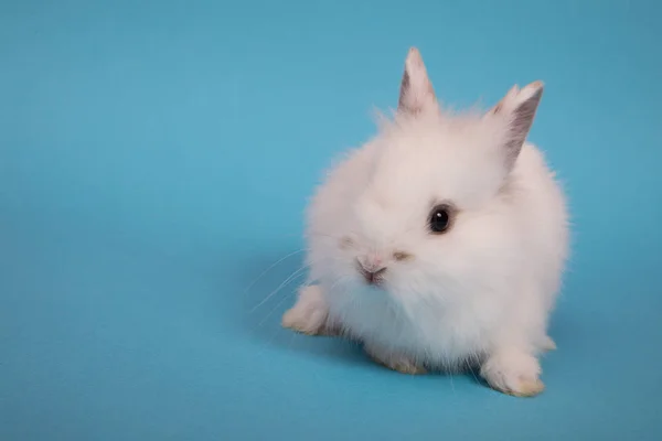 Baby süßes Kaninchen — Stockfoto