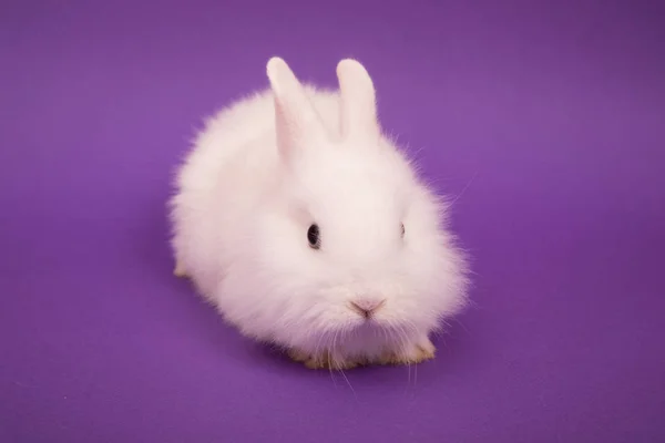 Baby süßes Kaninchen — Stockfoto