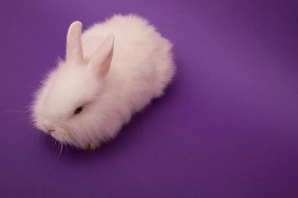 Bebê coelho bonito — Fotografia de Stock