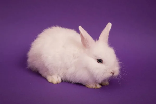 Bebê coelho bonito — Fotografia de Stock