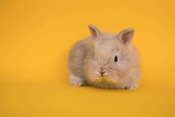 Baby coniglio carino — Foto Stock