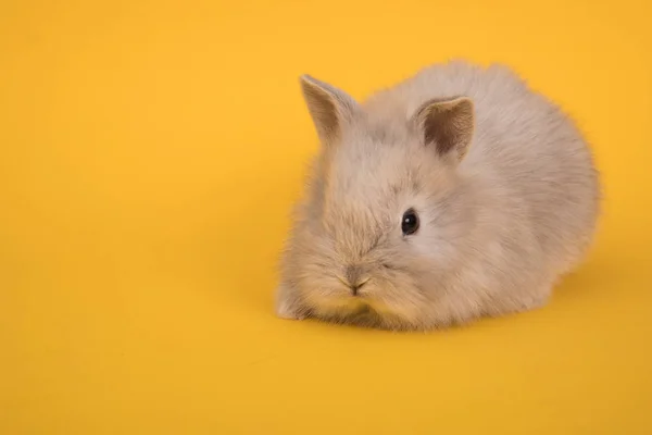 Baby coniglio carino — Foto Stock