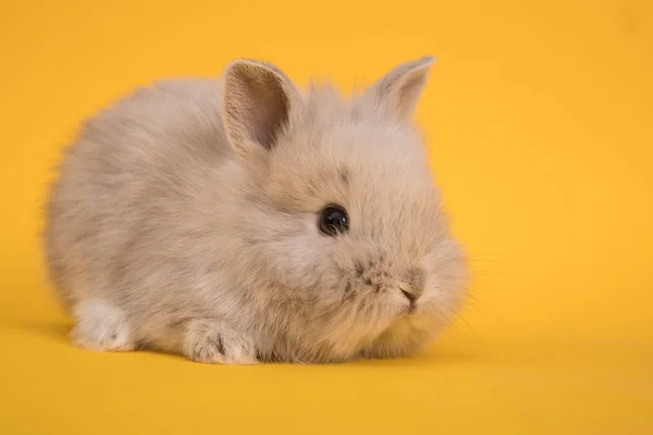 Baby coniglio carino — Foto Stock