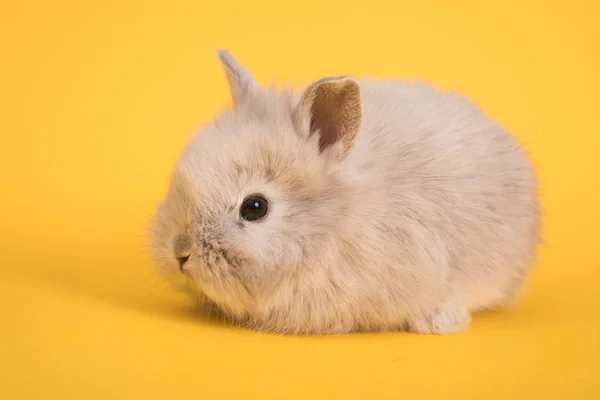 Baby süßes Kaninchen — Stockfoto