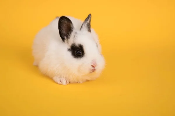Bebê coelho bonito — Fotografia de Stock