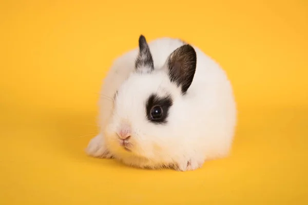 Roztomilá králičí miminko — Stock fotografie