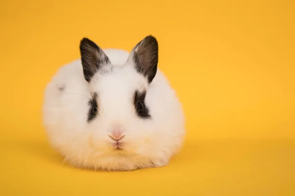 Baby süßes Kaninchen — Stockfoto