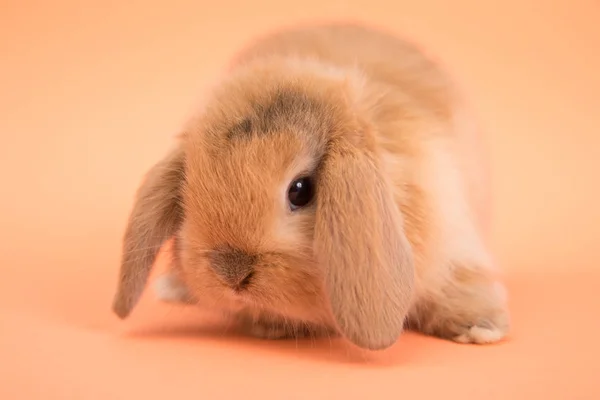 Baby süßes Kaninchen — Stockfoto