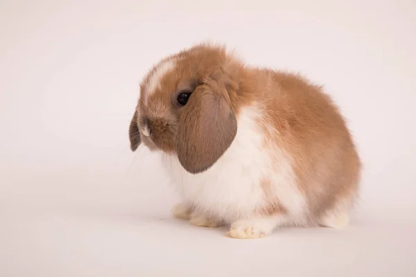 Baby süßes Kaninchen — Stockfoto