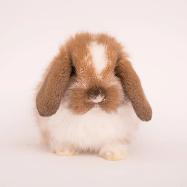 Bebé lindo conejo —  Fotos de Stock