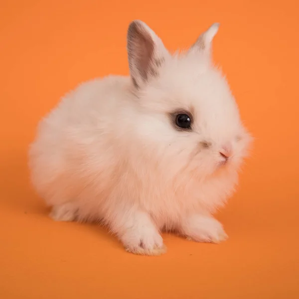 Baby süßes Kaninchen — Stockfoto