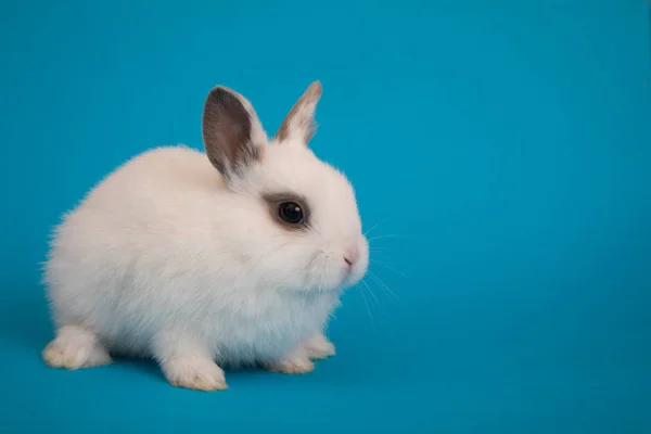 Baby cute rabbit — Stock Photo, Image