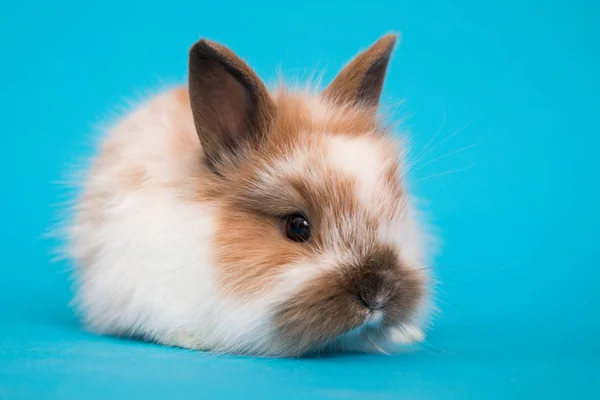 Baby söt kanin — Stockfoto