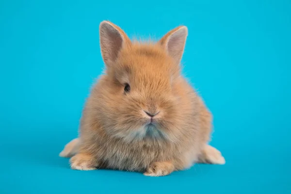Baby cute rabbit — Stock Photo, Image