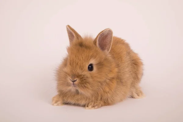 Bebek şirin tavşan — Stok fotoğraf