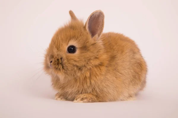 Baby coniglio carino — Foto Stock