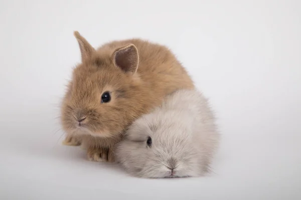 Zwei kleine Kaninchen — Stockfoto
