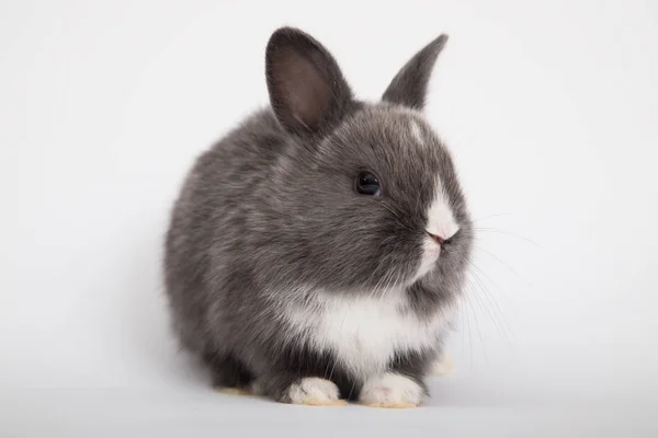 Bebé lindo conejo —  Fotos de Stock