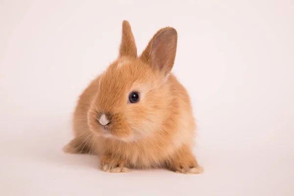 Bebê coelho bonito — Fotografia de Stock