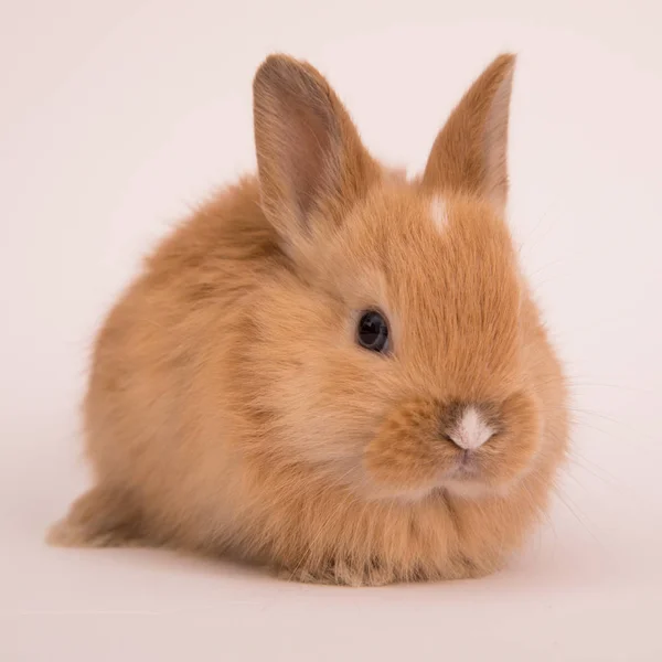 Baby söt kanin — Stockfoto