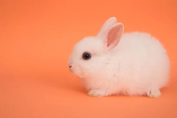 Baby süßes Kaninchen — Stockfoto