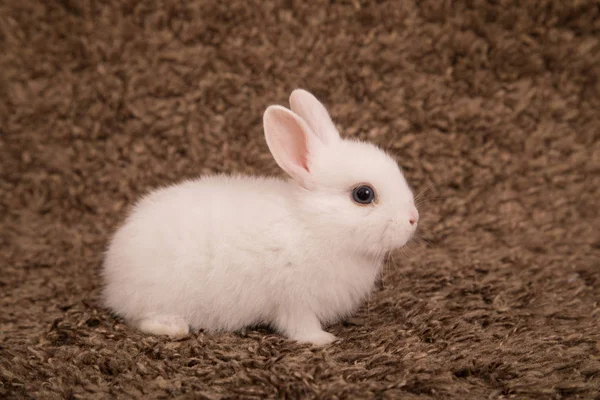 Baby süßes Kaninchen — Stockfoto