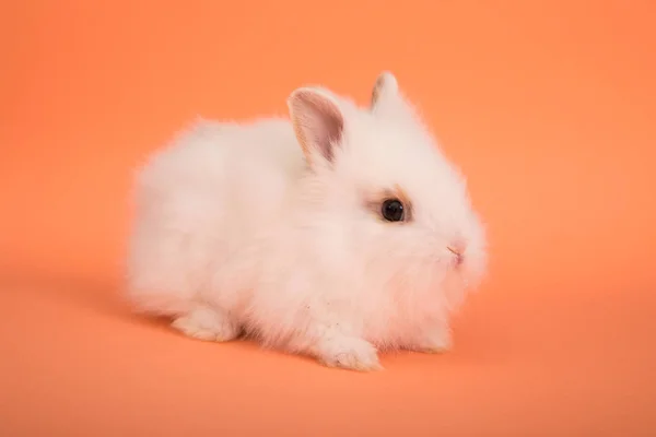 Roztomilá králičí miminko — Stock fotografie
