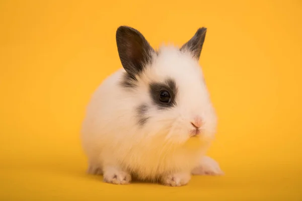 Baby cute rabbit — Stock Photo, Image