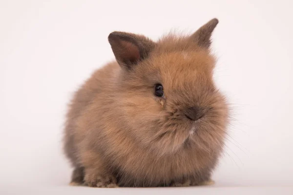 赤ちゃんかわいいウサギ — ストック写真