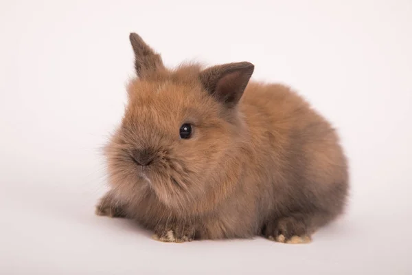 Baby söt kanin — Stockfoto