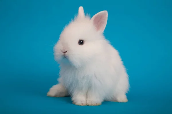 Baby söt kanin — Stockfoto