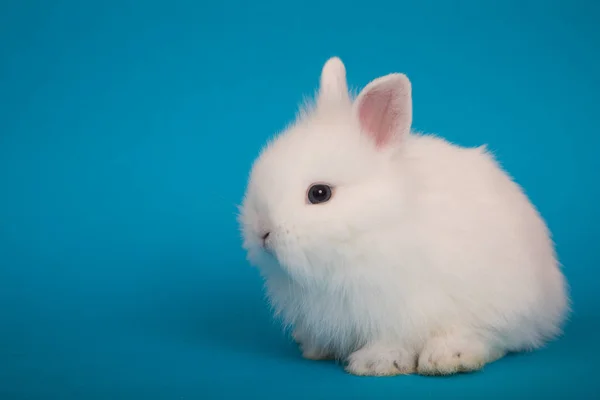 Ładny królik Baby — Zdjęcie stockowe