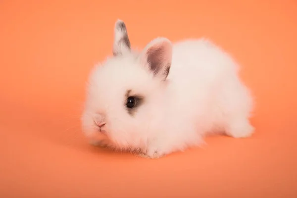 Милий кролик дитини — стокове фото