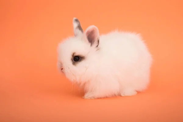 Bébé lapin mignon — Photo