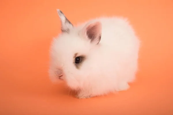 Baby süßes Kaninchen — Stockfoto