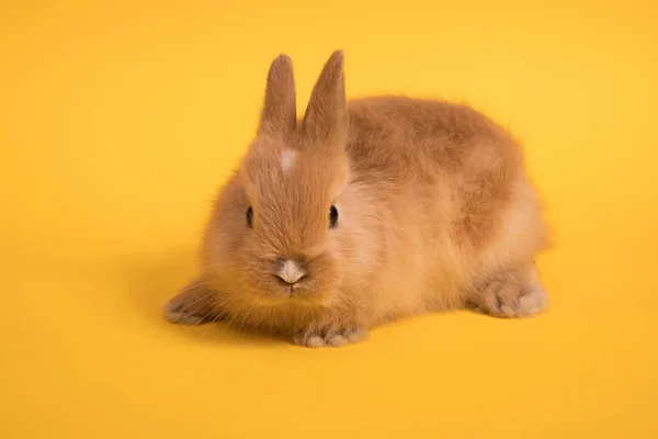 Bebê coelho bonito — Fotografia de Stock