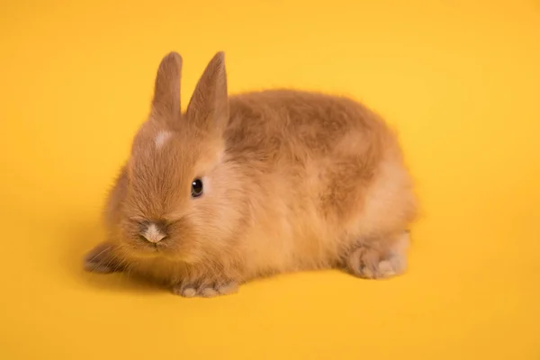 Baby coniglio carino — Foto Stock