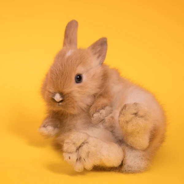 Mały królik słodkie kłamstwa — Zdjęcie stockowe
