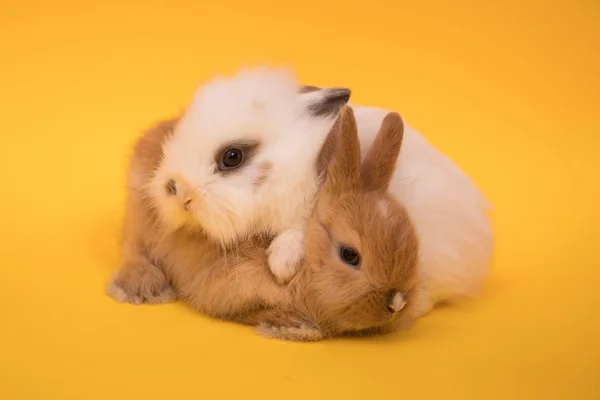 Два маленьких кролика — стоковое фото