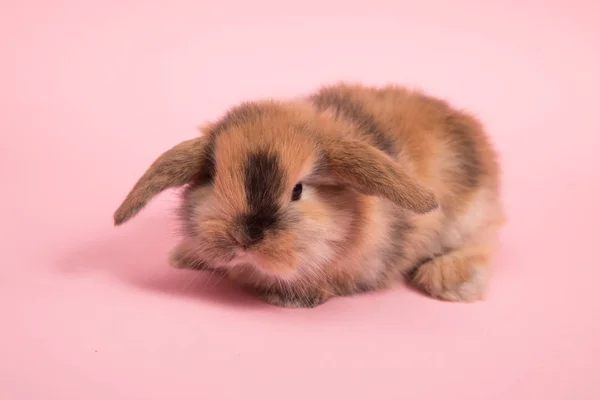 可爱的小兔子在颜色背景 — 图库照片