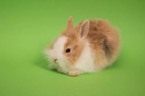 Bebé lindo conejo —  Fotos de Stock