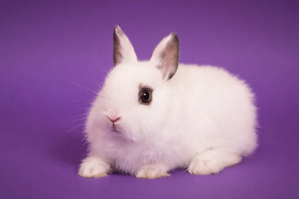 Baby süßes Kaninchen — Stockfoto