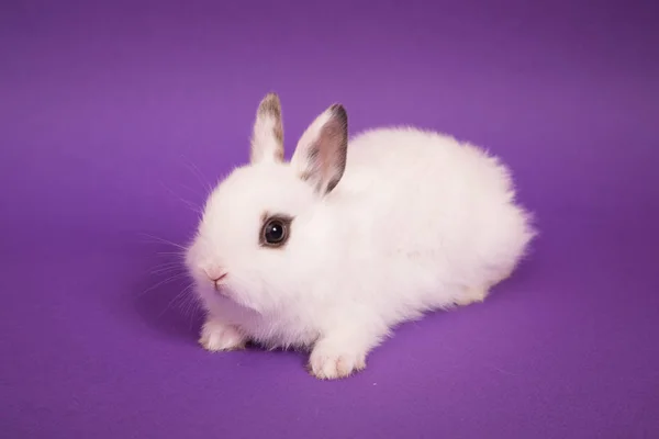 Baby schattig konijn — Stockfoto